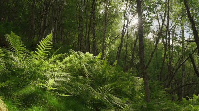 Green fern leaf texture in lush forest landscape, static view