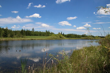 Obraz premium lake in the forest