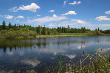 Obraz premium Summer On The Lake, Pylypow Wetlands, Edmonton, Alberta