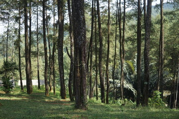 Fototapeta premium Pinewood forest