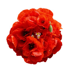 Bouquet of Bright Red Poppies