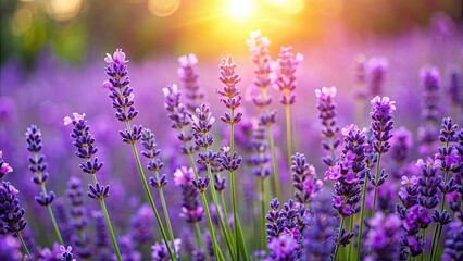 Naklejka premium Beautiful purple lavender flowers in full bloom, lavender, purple, flowers, plant, garden, fragrant, herbal, nature, bloom