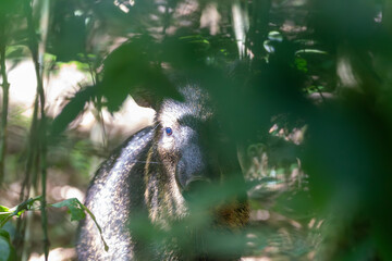 Fototapeta premium A Collared Peccary Pecari tajacu in Costa Rica