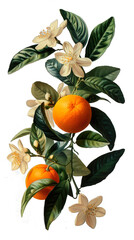 Vintage-style botanical illustration featuring clementine fruit and flowers on transparent background. Retro style. Pastel tones.