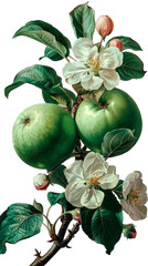 Vintage-style botanical illustration featuring green apple fruit and flowers on transparent background. Retro style. Pastel tones.
