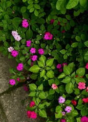 The pink flowers look beautiful. Even though they are by the roadside, if you glance quickly, you might miss their beauty.