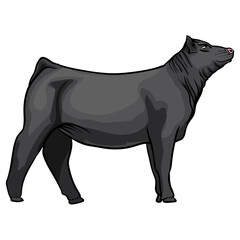 cattle livestock show with a separate white background