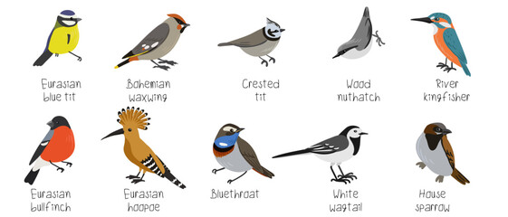 vector drawing european birds, hand drawn illustration, set of isolated nature design elements © cat_arch_angel