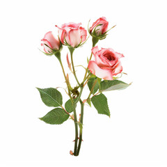Obraz premium flower