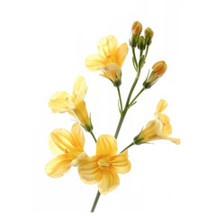 Obraz premium flower