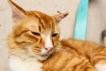 Photo of a cute orange cat