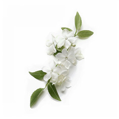 Fototapeta premium flower