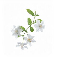 Obraz premium flower