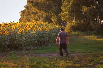 A man walks towards a field with sunflowers
