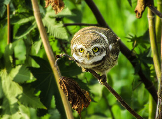 Owl on a branch