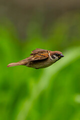 羽ばたくスズメ