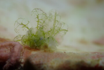 sea creature, nudibranch