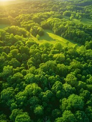 Obraz premium Lush Green Forest Canopy Aerial Drone View of Tranquil Countryside Landscape