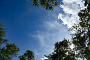 真夏の風景　木々の間から見える青空