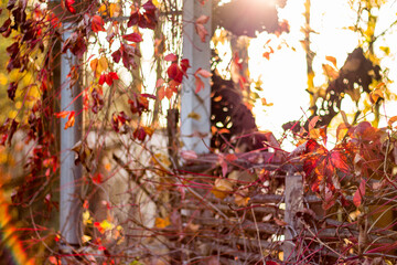 Beautiful autumn background. Virginia creeper (Parthenocissus quinquefolia) on the facade of the building