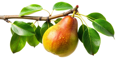 pear