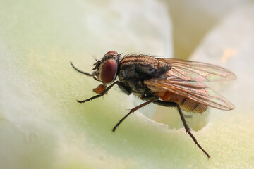 Fly or housefly looking for food. Flies are carriers of various diseases such as food poisoning, dysentery, cholera.