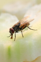 Fly or housefly looking for food. Flies are carriers of various diseases such as food poisoning, dysentery, cholera.