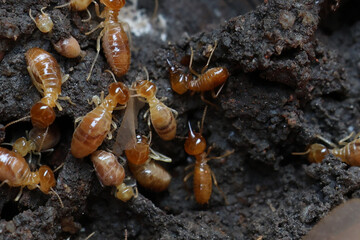 Termites are small insects that live in underground nests and termite mounds. Termites can consume wooden structures of a house and other parts such as wooden floors, windows, doors, and furniture.