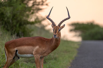 An Impala antelope ram with beautiful spiral horns and two tone coloration stands warily next to the road at sunset and looks around for danger in a game reserve in KwaZulu Natal in South Africa.