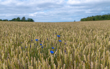 field of wheat