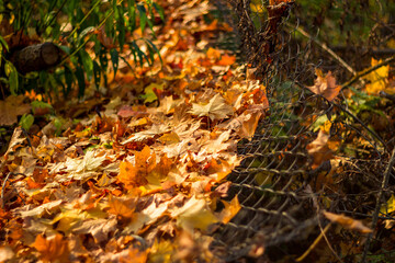 A fallen mesh fence littered with fallen maple leaves in autumn