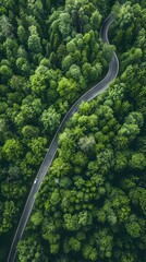 Aerial View of Winding Forest Road with Lush Green Foliage