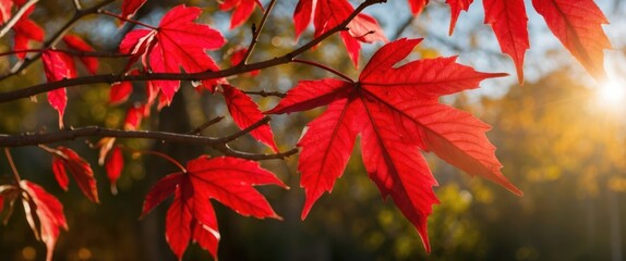 Vibrant red leaves captured in sunlight, embodying the essence of autumn Ideal for nature and seasonal themes