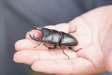 手の平にオオクワガタ