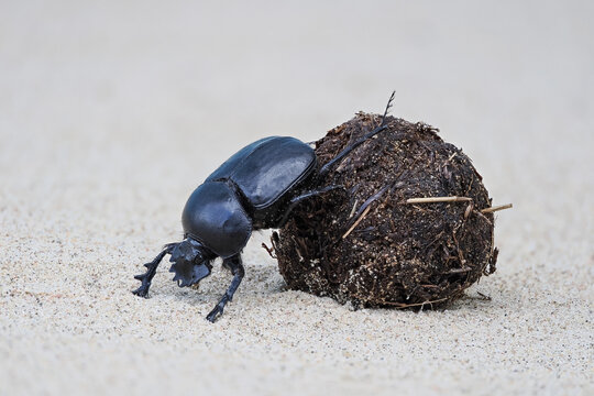 Der heilige Pillendreher in der W&uuml;ste rollt eine Dungkugel, Scarabaeus sacer