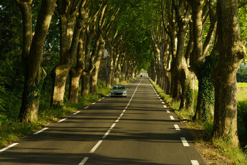 A Solitary Car Drives Through a Sun-Dappled Tree Tunnel in Rural France
