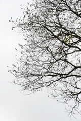 silhouette of a tree