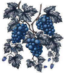 Obraz premium bunch of grapes, grapes on vine, blue grapes on vines