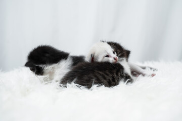 Cute kitten sleeping, yawning and lazing on a white rasfur carpet. International cat day concept.