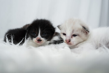 Cute kitten sleeping, yawning and lazing on a white rasfur carpet. International cat day concept.