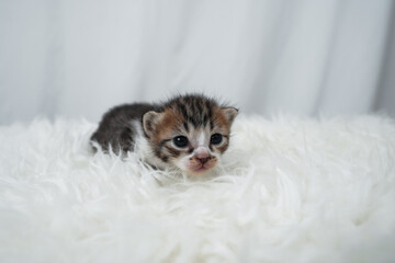 Cute kitten sleeping, yawning and lazing on a white rasfur carpet. International cat day concept.