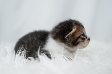 Cute kitten sleeping, yawning and lazing on a white rasfur carpet. International cat day concept.