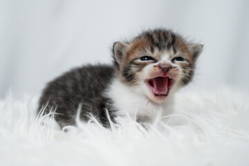 Cute kitten sleeping, yawning and lazing on a white rasfur carpet. International cat day concept.