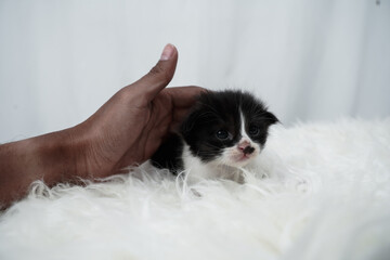 Cute kitten sleeping, yawning and lazing on a white rasfur carpet. International cat day concept.