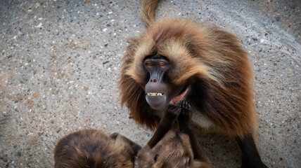 Männlicher Pavian der Zähne zeigt