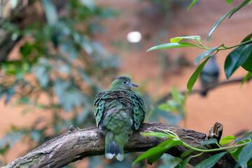 bunter Vogel seitlich von hinten