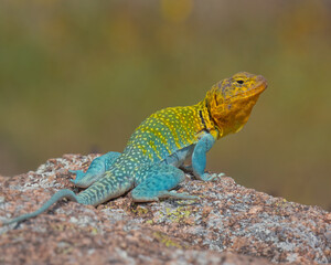Male Eastern Collared Lizard, the state Reptile of Oklahoma