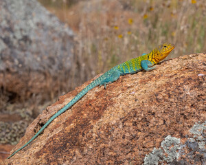 Male Eastern Collared Lizard, the state Reptile of Oklahoma