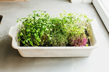 Assorted Microgreens Growing in Tray on Kitchen Counter with Natural Light – Vibrant and Healthy Indoor Gardening