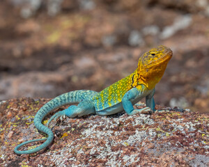 Male Eastern Collared Lizard, the state Reptile of Oklahoma